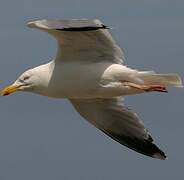 European Herring Gull