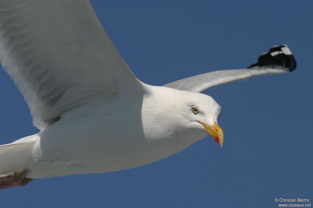 European Herring Gull