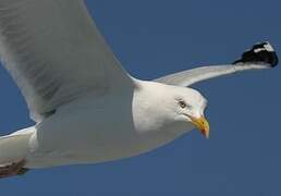 European Herring Gull