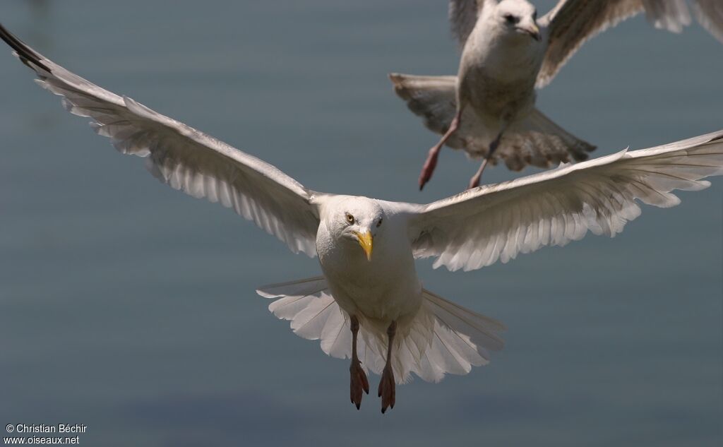 European Herring Gull