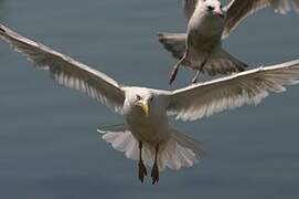 European Herring Gull