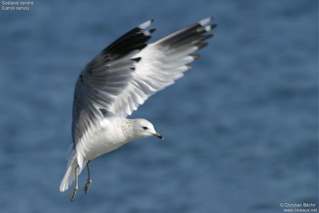 Common Gull