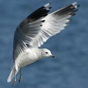 Common Gull