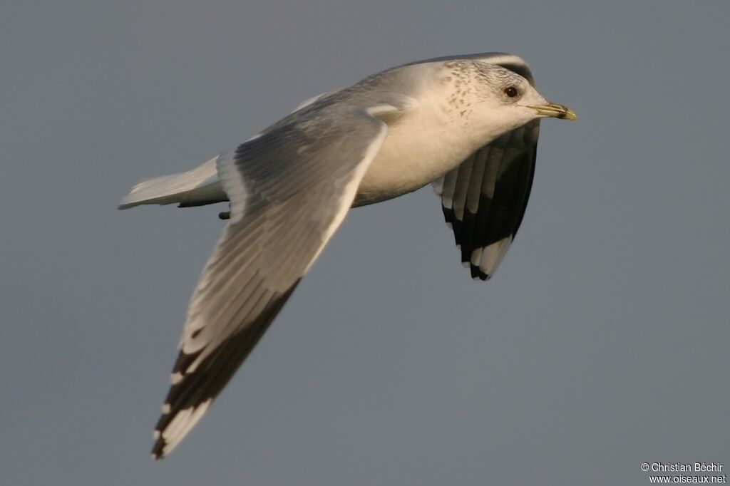 Common Gull