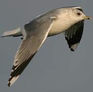 Common Gull