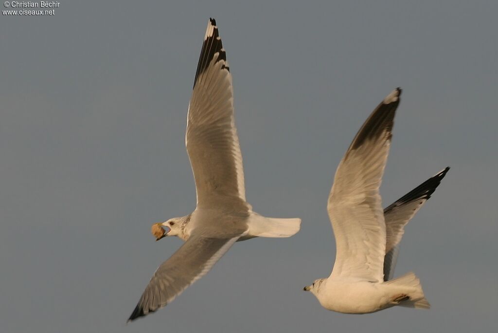 Common Gull