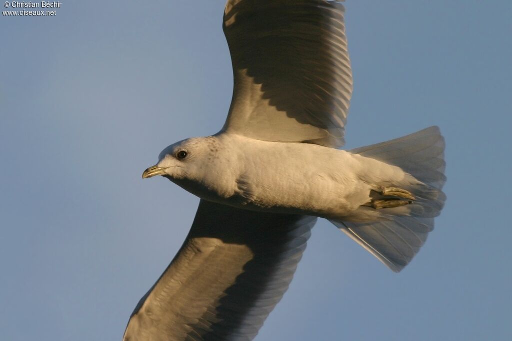 Common Gull