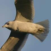 Mew Gull