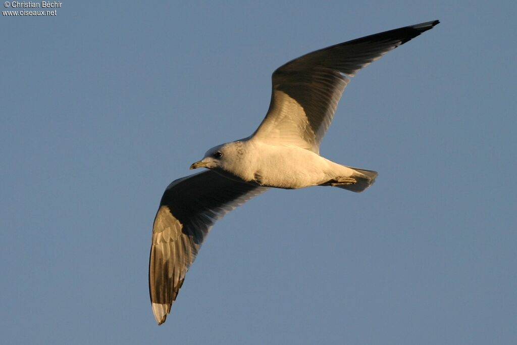 Common Gull