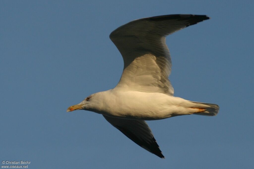 Yellow-legged Gull