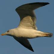 Yellow-legged Gull