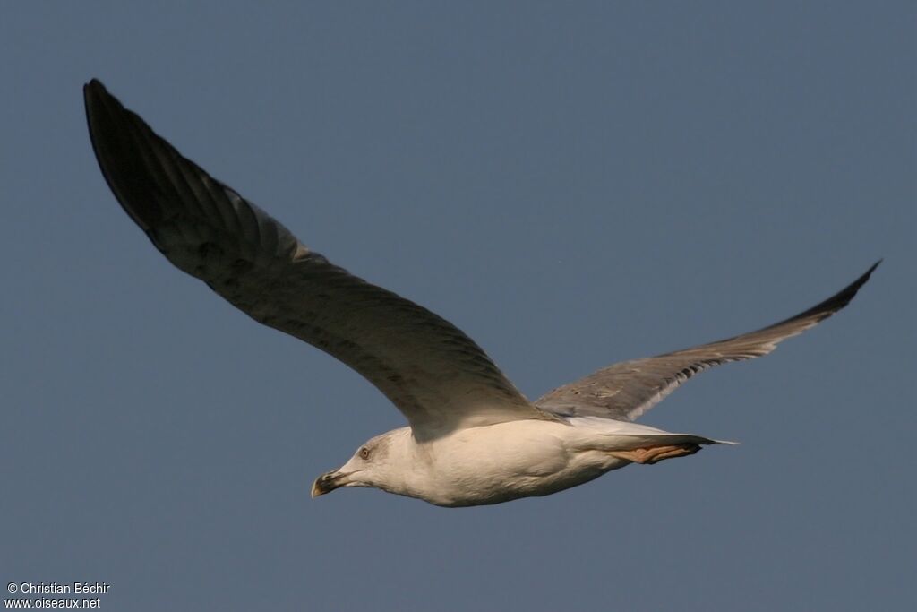 Yellow-legged Gull