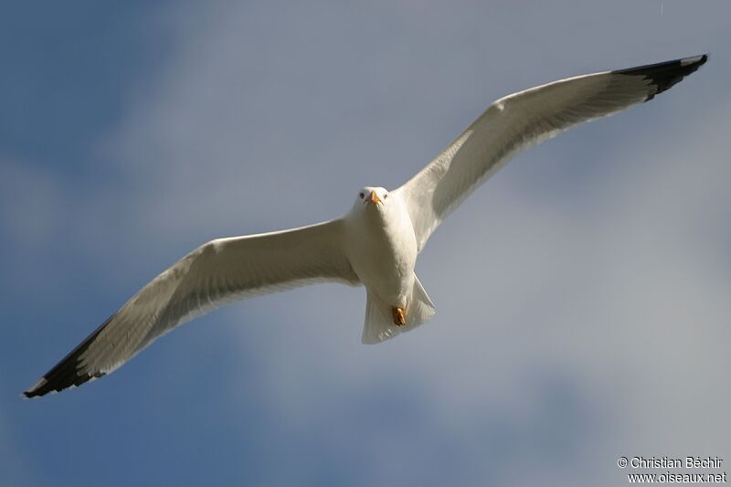 Yellow-legged Gull