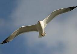 Yellow-legged Gull