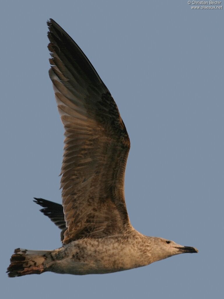 Great Black-backed Gull