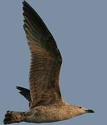 Great Black-backed Gull