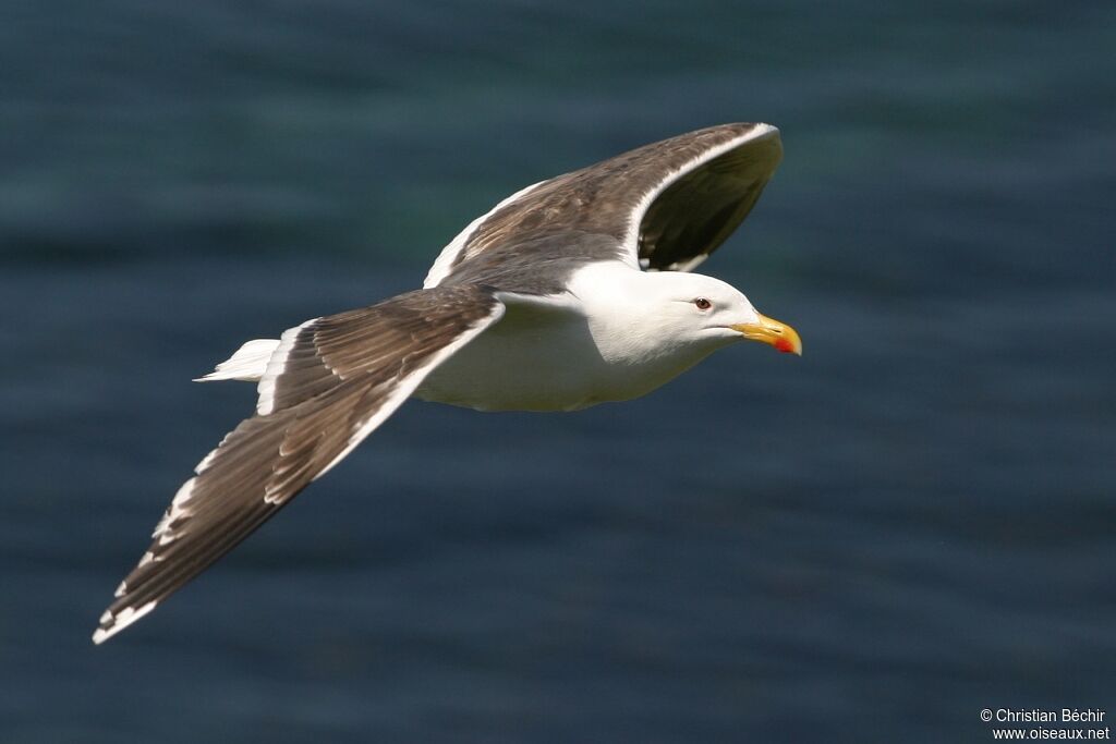 Great Black-backed Gull