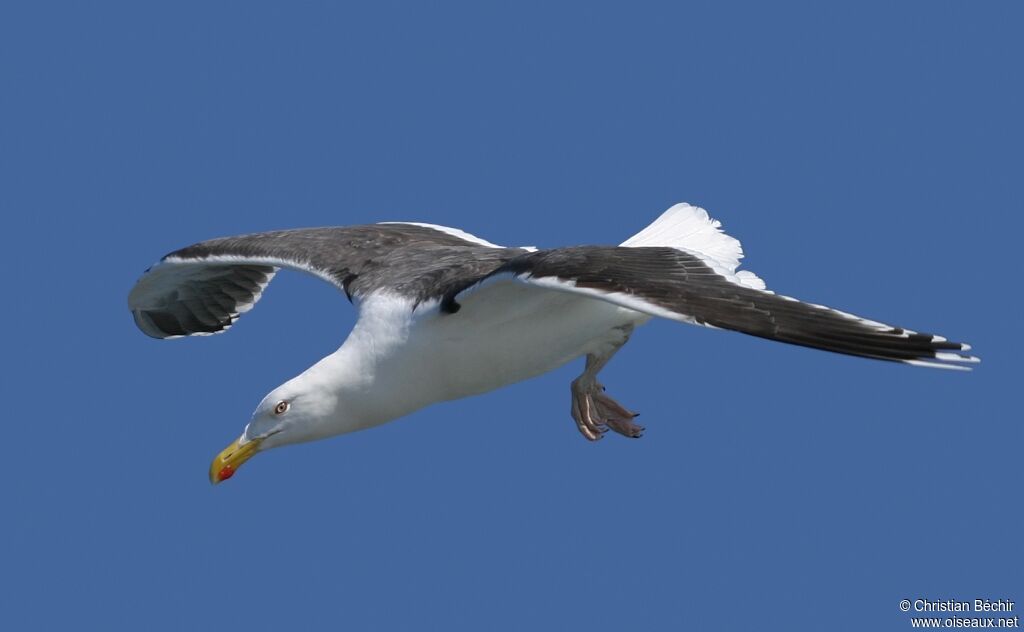 Great Black-backed Gull