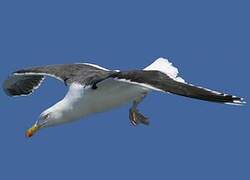 Great Black-backed Gull