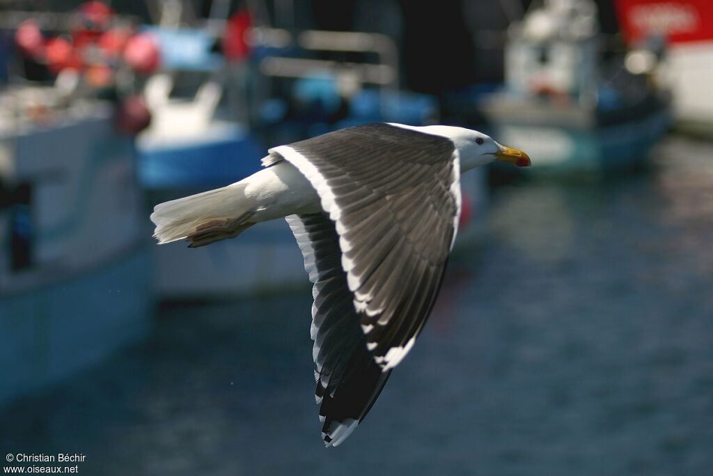 Great Black-backed Gull