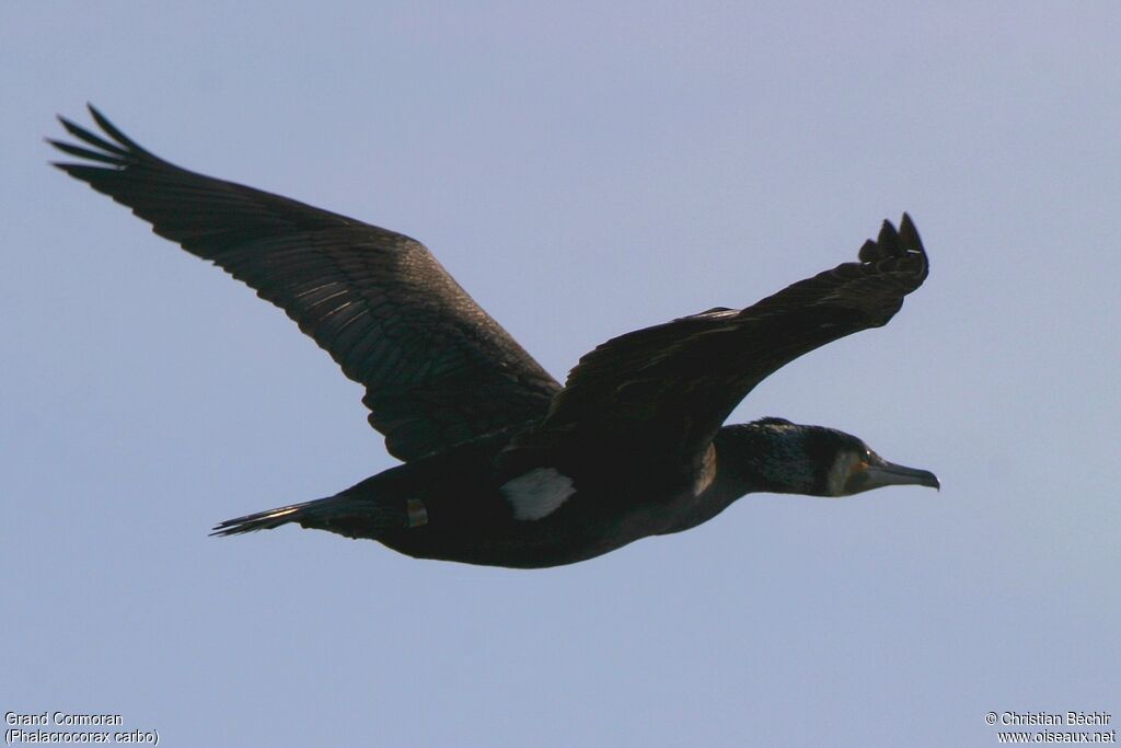 Great Cormorant