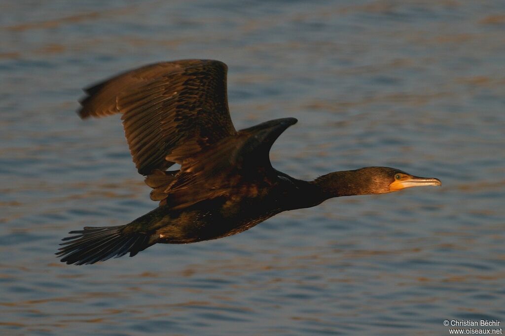 Great Cormorant