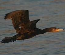 Great Cormorant