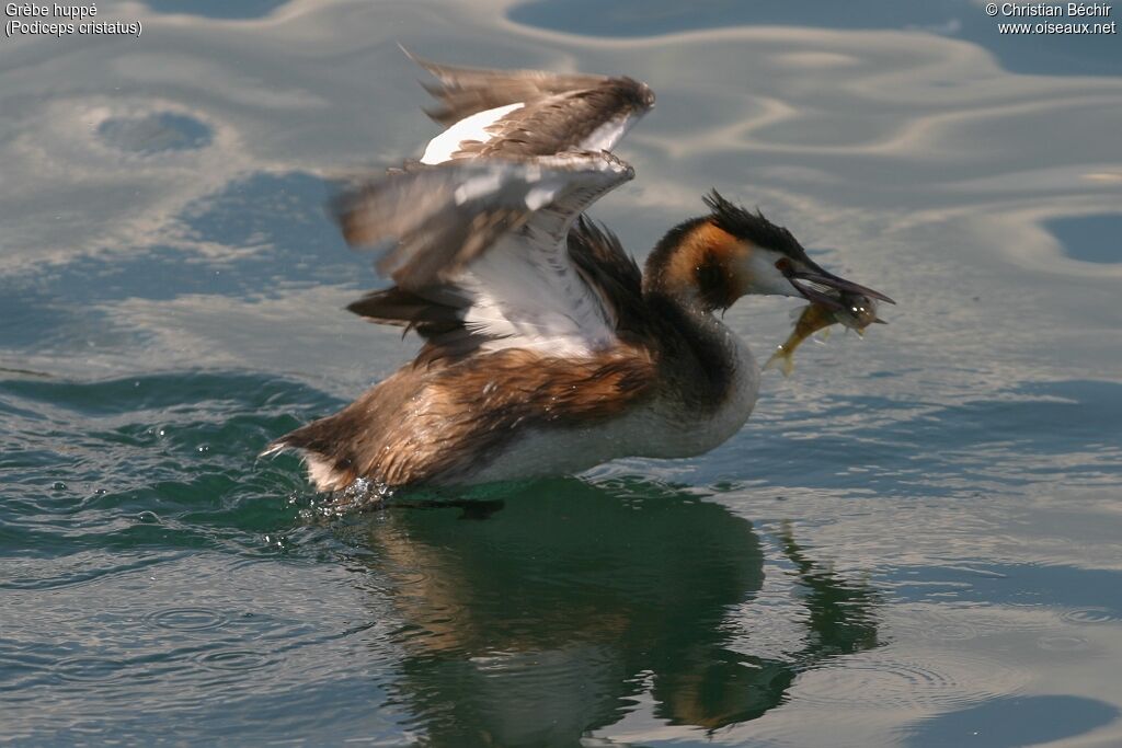 Great Crested Grebe