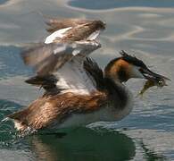 Great Crested Grebe