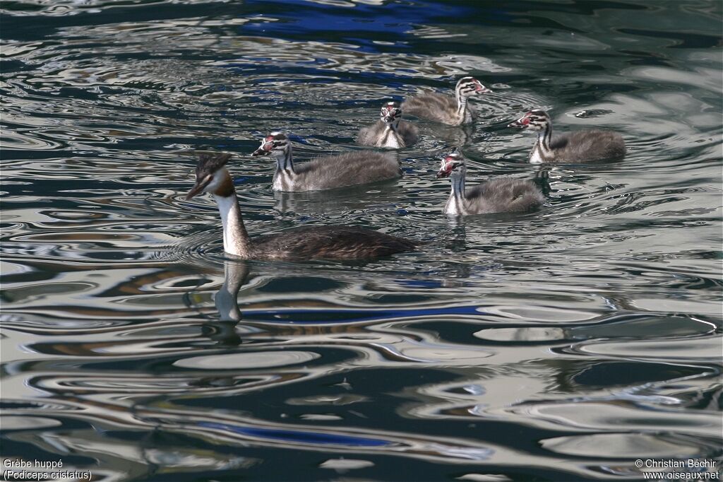 Great Crested Grebe