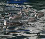 Podicipédiformes