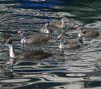 Great Crested Grebe