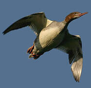 Common Merganser