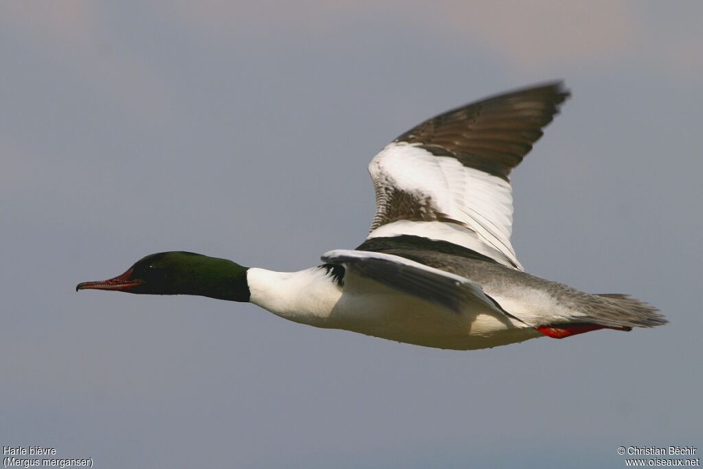 Common Merganser