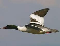 Common Merganser