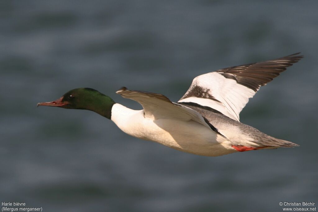 Common Merganser