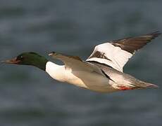 Common Merganser