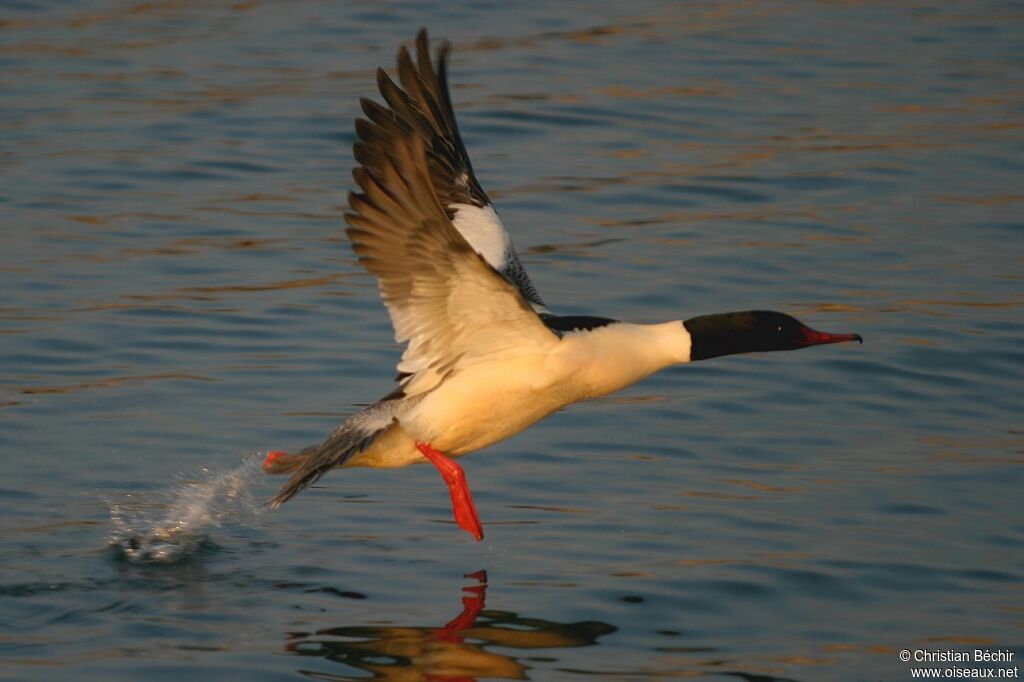 Common Merganser