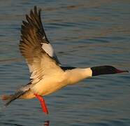 Common Merganser