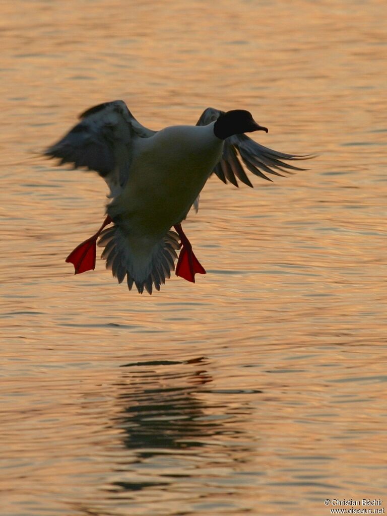 Common Merganser