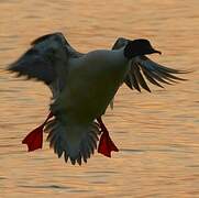 Common Merganser