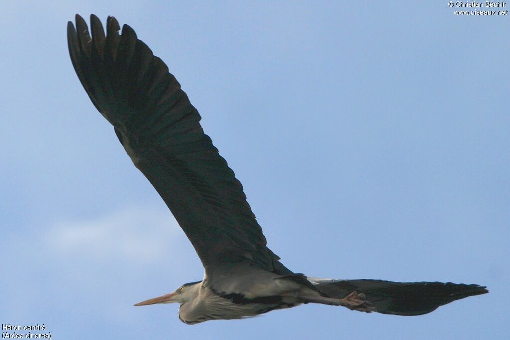 Grey Heron