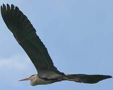 Grey Heron