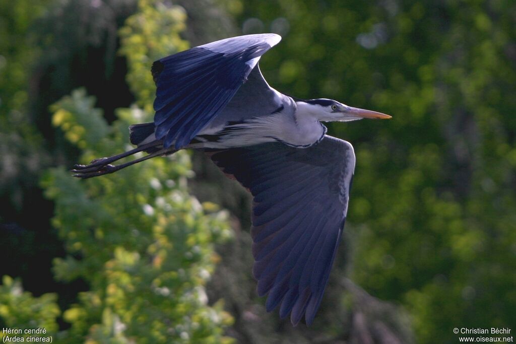 Grey Heron