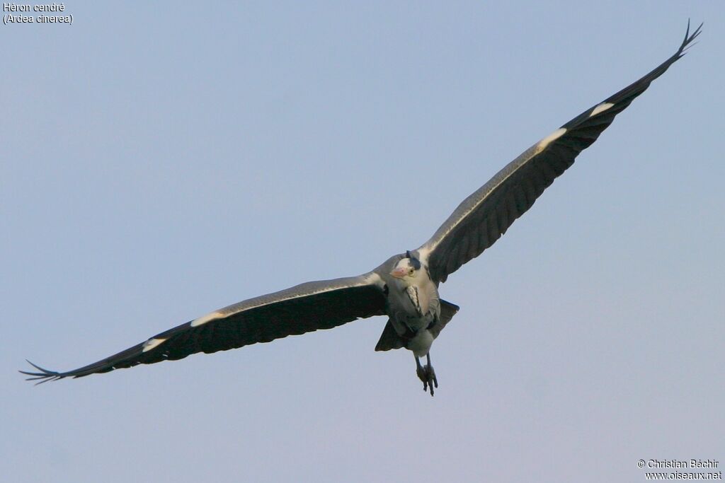 Grey Heron