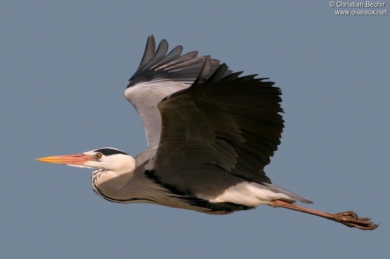 Grey Heron