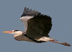 Grey Heron