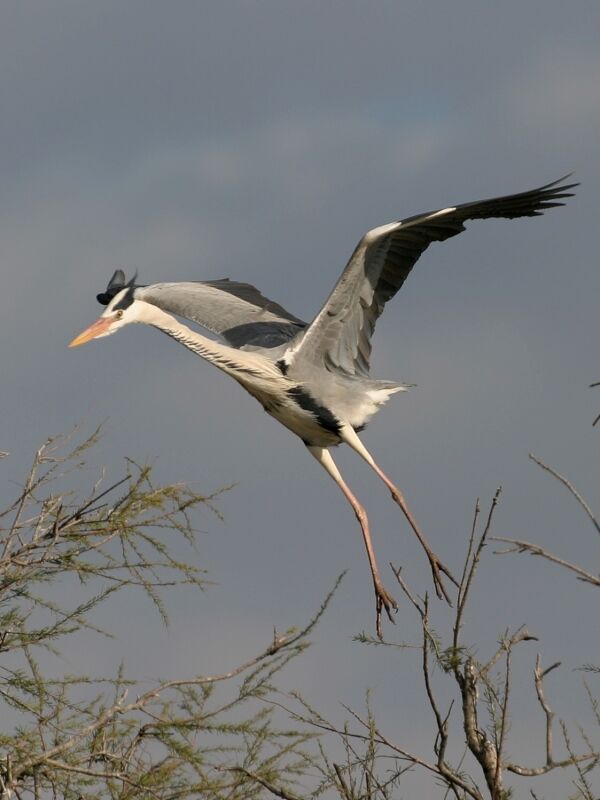 Grey Heron