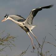 Grey Heron