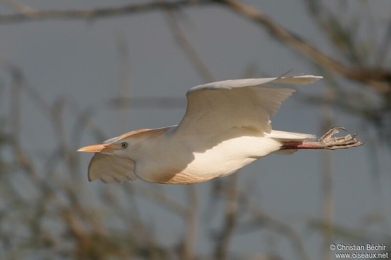 Western Cattle Egret